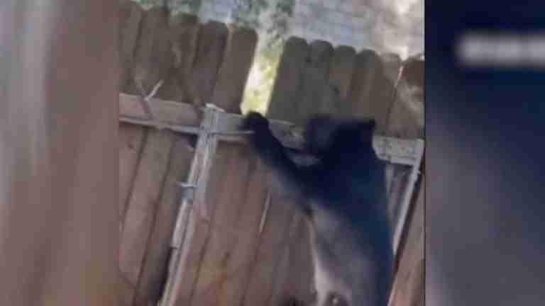 Preocupación en Florida por los constantes avistamientos de osos negros