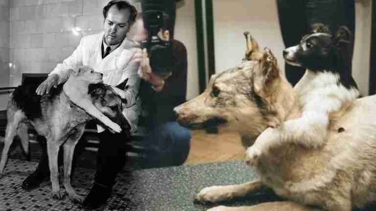 ¿Ya los conocía? Los perros de dos cabezas del científico soviético Vladimir Petrovich Demikhov