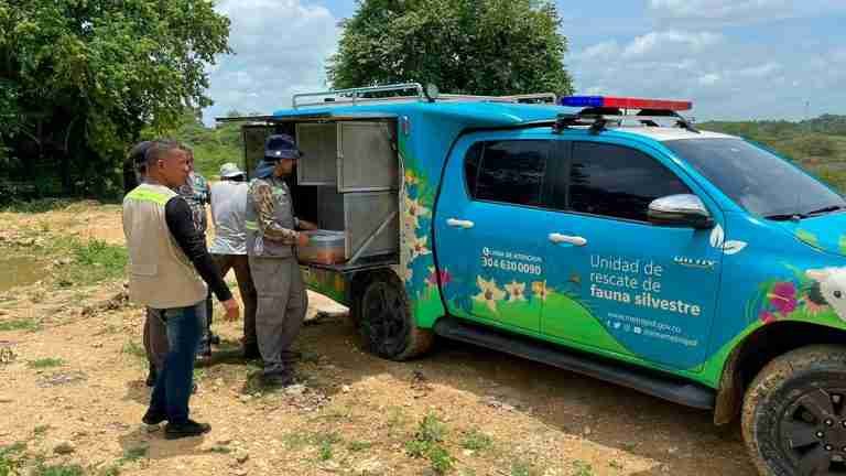 El tráfico de fauna silvestre no cesa en Colombia: más de 300 rescates esta semana