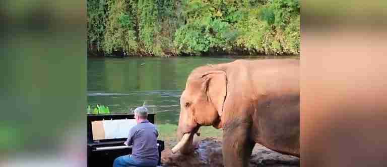 ¡Hermoso! Pianista consuela a elefantes ciegos y enfermos con sus melodías en Tailandia