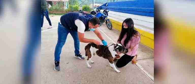 Minsalud adquirió este año más de cinco millones de dosis de vacuna antirrábica para perros y gatos