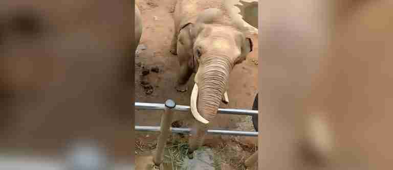 ¡Qué ternura! Elefante le devuelve el zapato a un niño