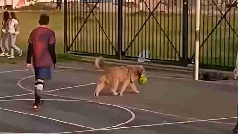 Firu: el perro arquero que se ha ganado el corazón de todos en redes sociales ¿Lo conoce?