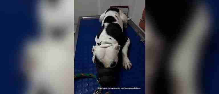 Cero tolerancia al maltrato animal: a la cárcel hombre que propinó brutal golpiza a su mascota en Bogotá