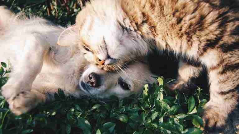 ¡Prográmese! Mañana habrá jornada de Bienestar Animal en Envigado