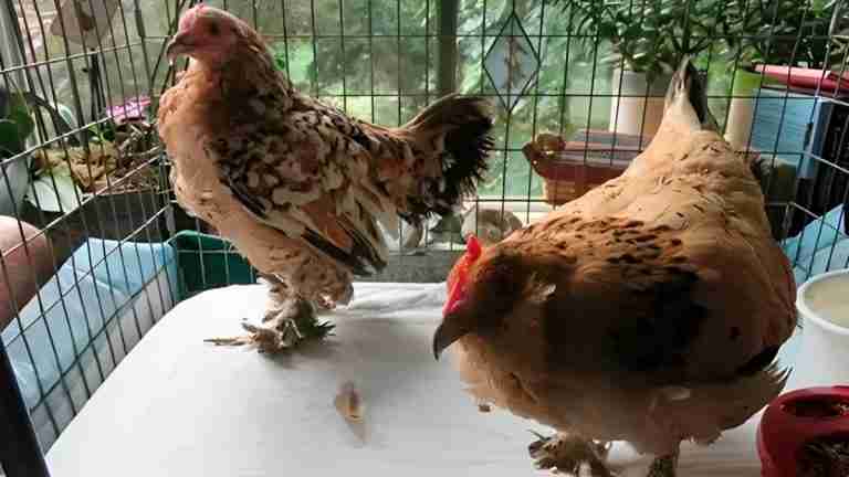 Conozca a Peanut, la gallina más vieja del mundo