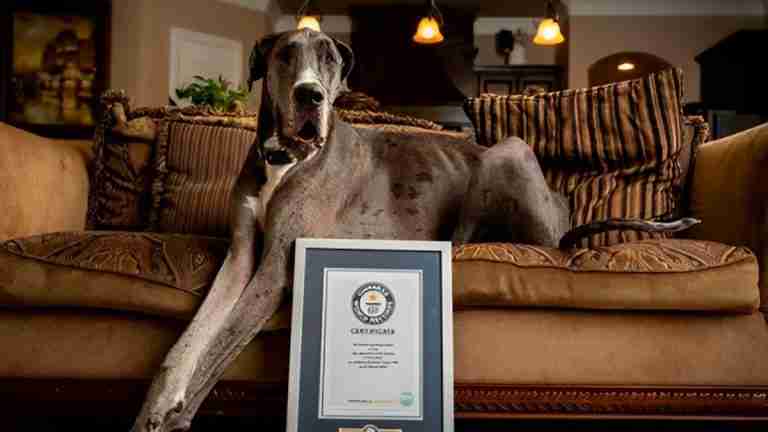 Falleció Zeus, el perro más alto del mundo