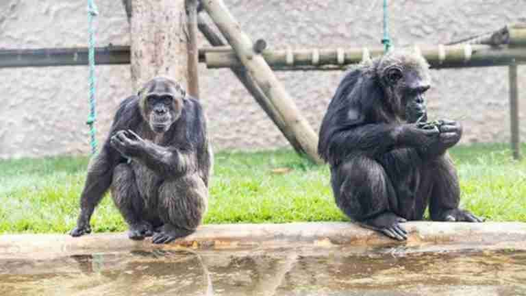 Fiscalía imputó cargos al cuidador de los chimpancés de Ukumarí que fueron sacrificados