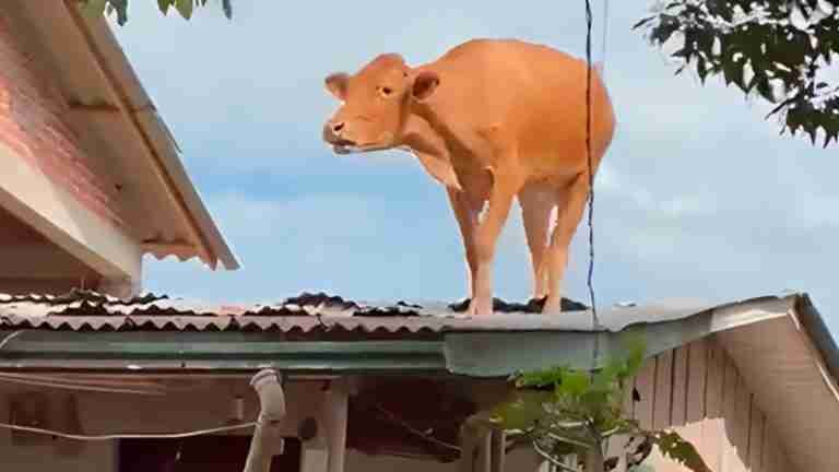Fuertes lluvias dejaron una vaca en el techo de una casa. Le contamos dónde ocurrió 