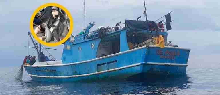 Desalentador. Capturaron a colombianos cazando tiburones en área protegida de Panamá
