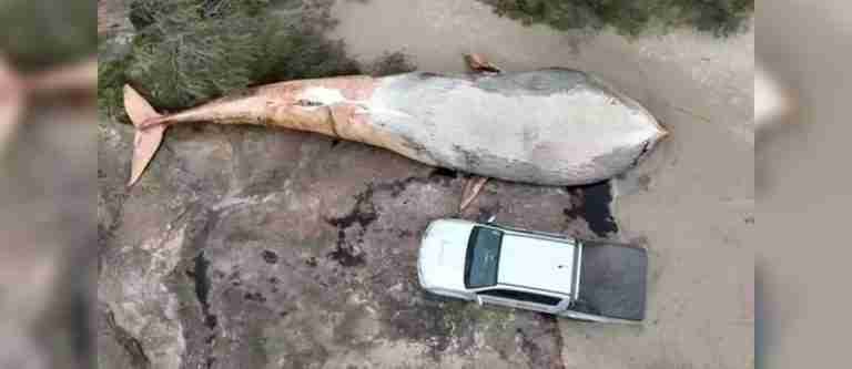 ¡Qué tristeza! Encontraron una ballena de 20 toneladas muerta en una playa de Uruguay