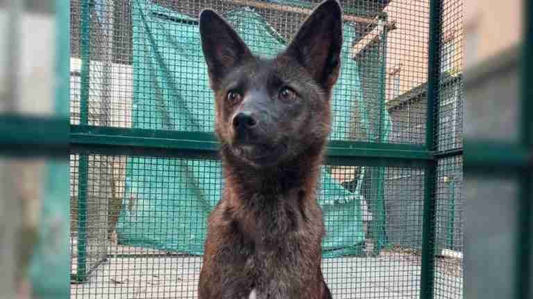 Por primera vez descubren un híbrido de perro-zorro 