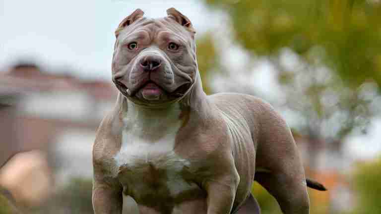 Planean prohibir raza de perros American Bully XL por presuntos ataques