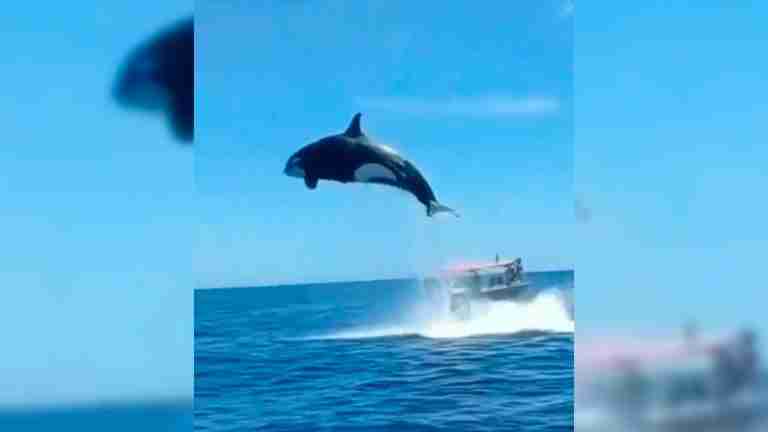 ¿Caza o juego? Orca y delfín colisionan en medio de un salto