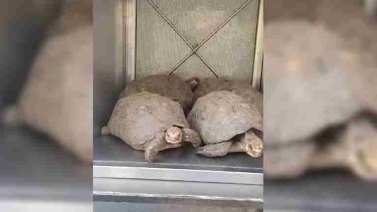 191 animales rescatados del tráfico ilegal reciben una segunda oportunidad en Cartagena