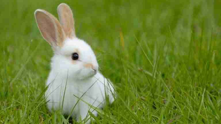 ¿Cuál es tu favorito? Los cinco animales más tiernos del mundo