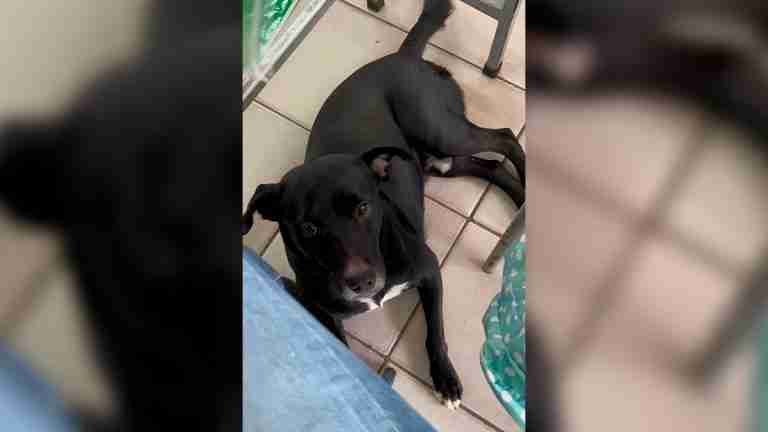 Perro buscaba hogar y terminó siendo parte de un grupo de estudiantes 