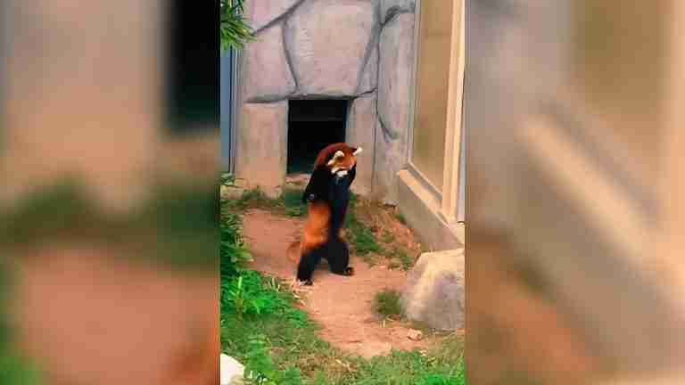 Los más virales del reino animal