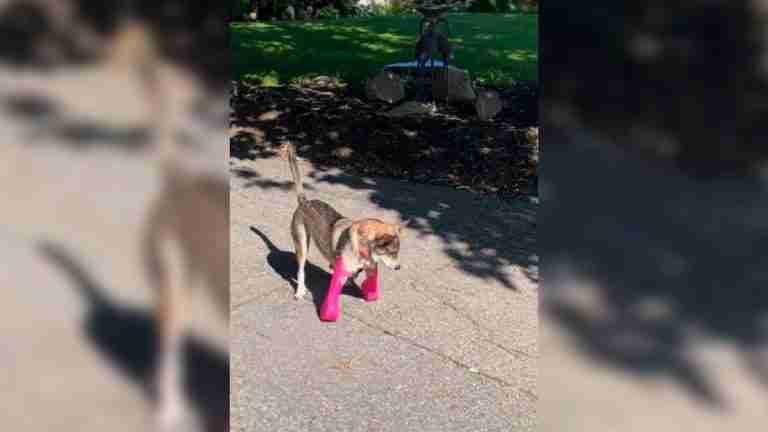 Un nuevo comienzo: perrito prueba sus prótesis por primera vez