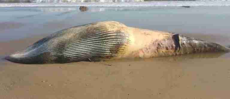 Ballena Minke fue hallada sin vida en una playa de North Yorkshire