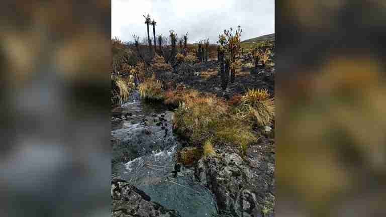 La tragedia ambiental que vive Duitama: más de 5.000 frailejones muertos