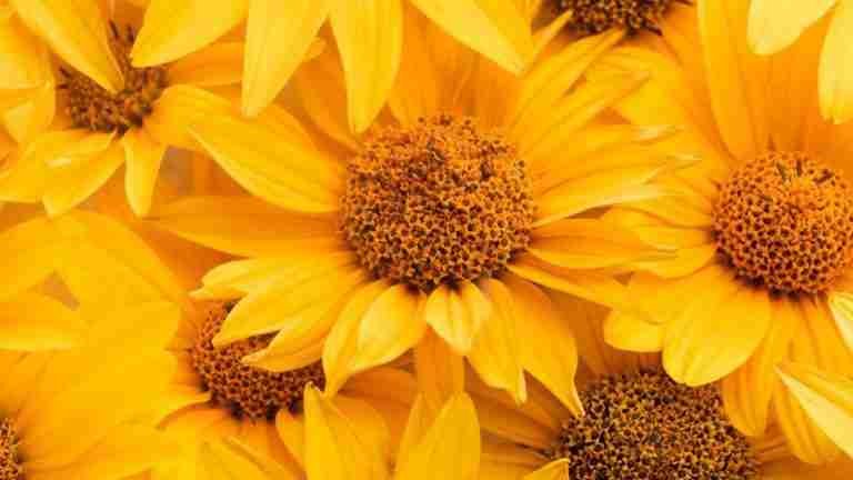¿Por qué se regalan flores amarillas cada 21 de septiembre?