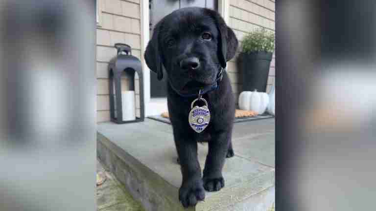 ¡Qué ternura! Blue, el nuevo integrante del departamento de Policía de Tiverton, Rhode Island