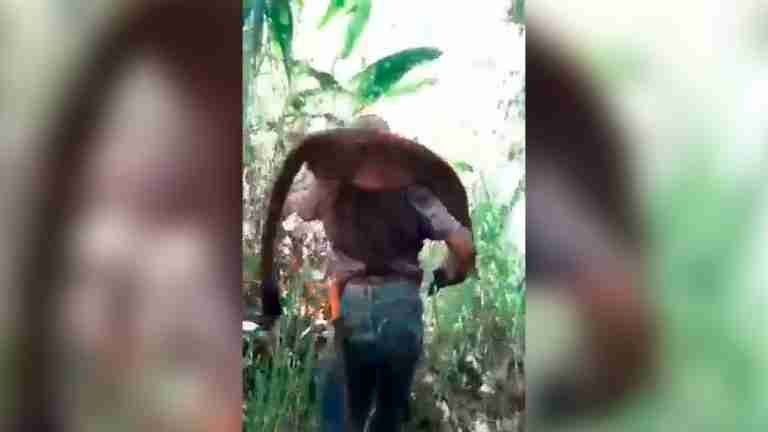 ¿Hasta cuándo? Mataron a un puma en zona rural de El Águila, Valle del Cauca