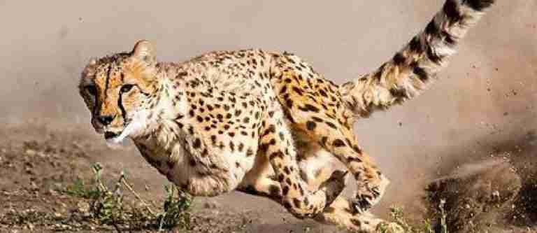 Estos son los cinco animales más rápidos del mundo