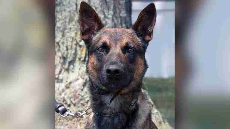 Yoda: el perro policía que ayudó a capturar al fugitivo Danilo Cavalcante