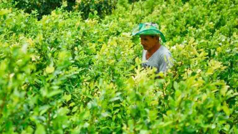 Cultivos de coca en Colombia alcanzan cifra histórica por segundo año consecutivo