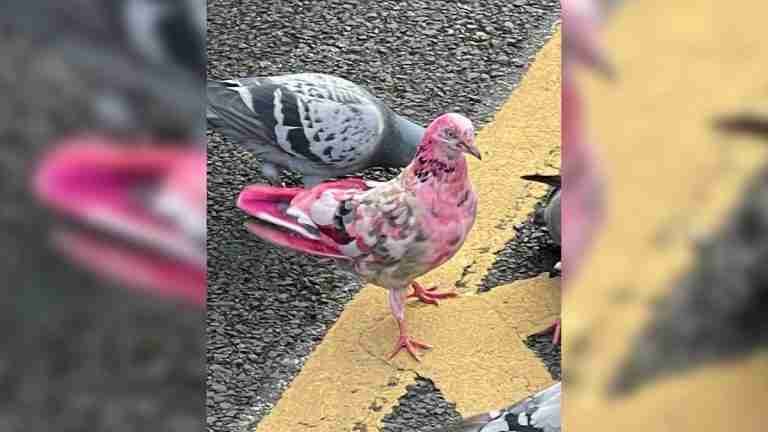 Extraña paloma rosa intriga a los habitantes de una ciudad inglesa