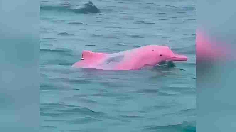 ¡Impresionante! Pescador captura en vídeo encuentro con delfín rosado en el Golfo de México