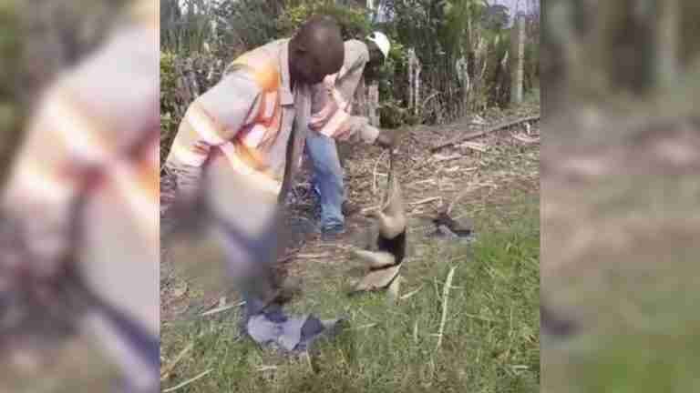 ¡Indignante! Con un garrote mataron a un oso hormiguero en el Valle del Cauca