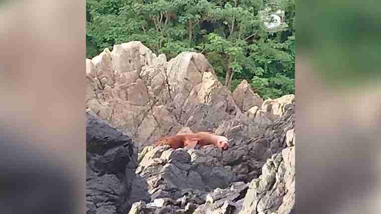 Sorprendente avistamiento de león marino en el Parque Nacional Natural Gorgona 