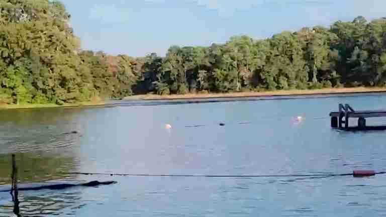 Caimán asusta a turistas que se encontraban nadando en un lago 