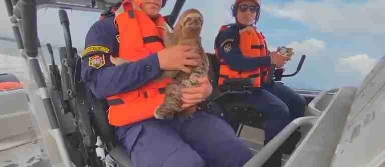 Oso perezoso enredado en el mar, fue rescatado por la Armada Nacional 