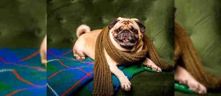 Protege a tus peludos: consejos para cuidar tus mascotas en invierno