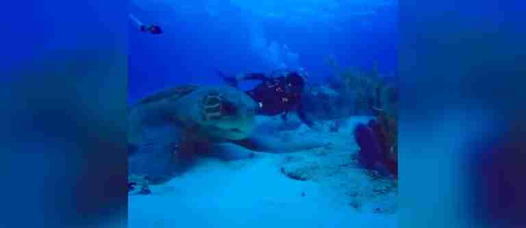 ¡Impresionante! Buzos captaron en video a una tortuga laúd de 400 kilos