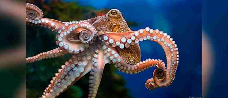 8 de octubre: Día Internacional del Pulpo