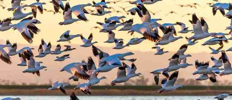 El cielo se llena de vida: octubre, mes de las aves migratorias