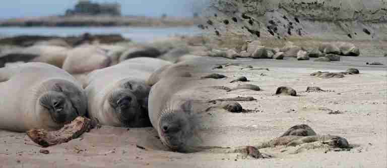 Más de 200 crías de elefantes marinos fueron encontradas muertas en Puerto Madryn