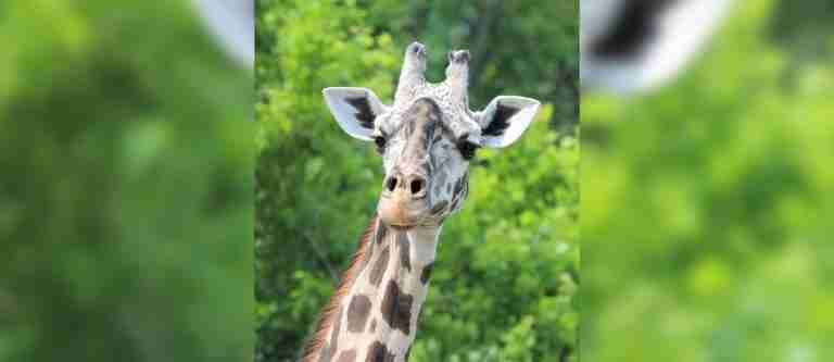 ¡Qué triste! Zoológico de Kansas despide a Mahali, una jirafa Masai de 29 años