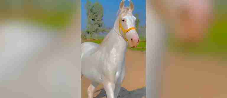 El Akhal-Teke: el caballo dorado de Turkmenistán
