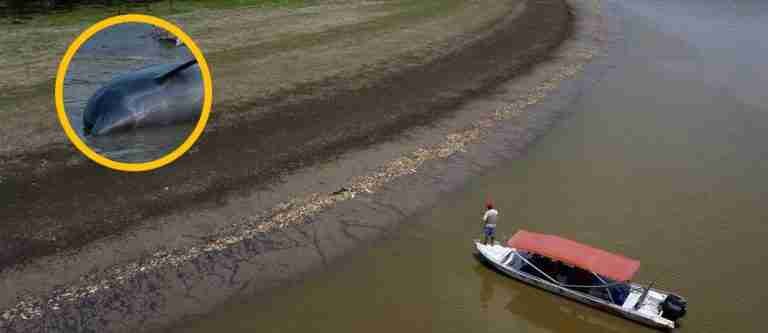 Tragedia en Brasil: más de 100 delfines rosados murieron en medio de la sequía del río Amazonas
