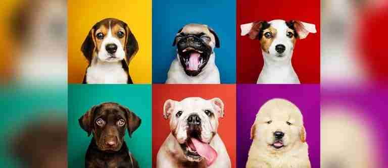4 de octubre: Día Mundial de los Animales 