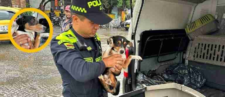 Medellín: rescatan a un perrito de una vivienda por posible caso de maltrato animal