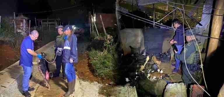 Incendio en el sector de Llanaditas deja dos perros con quemaduras de segundo grado