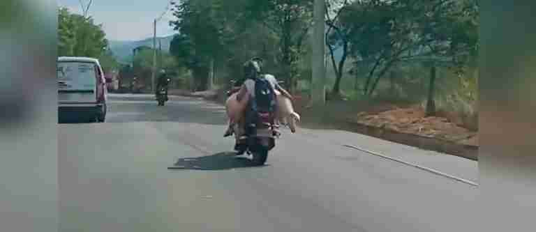 Viral en redes: un marrano es transportado en moto por las calles de Bucaramanga