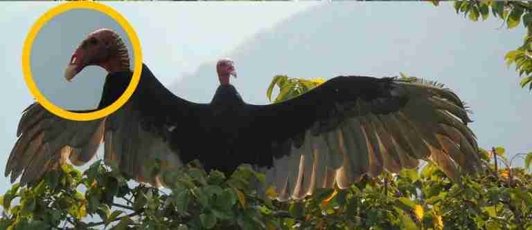 Fue liberada la Guala que había sido rescatada con ayuda de un dron en Puerto Berrío